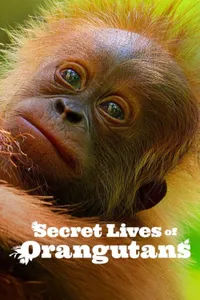 Secret Lives of Orangutans izle